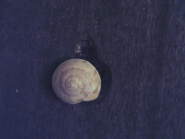 Hygroma cinctella ?